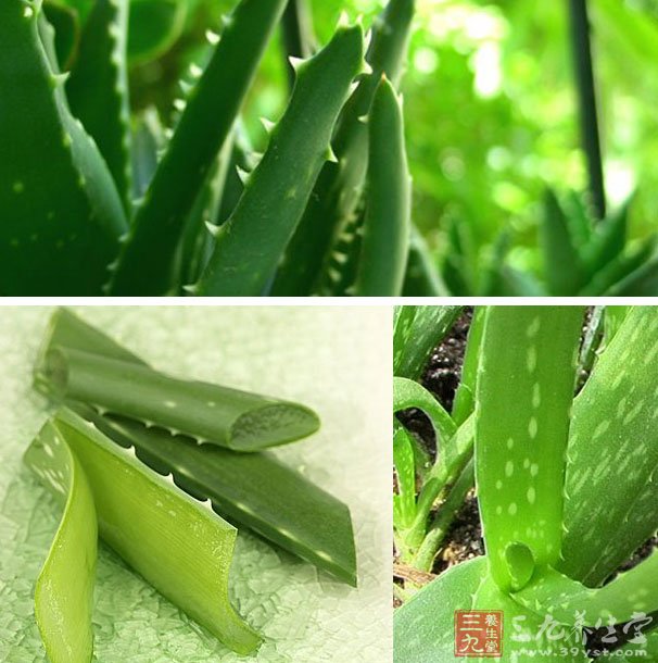 芦荟胶的功效与作用