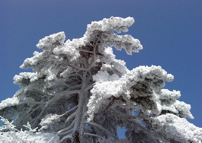 冬季黄山雪松.jpg