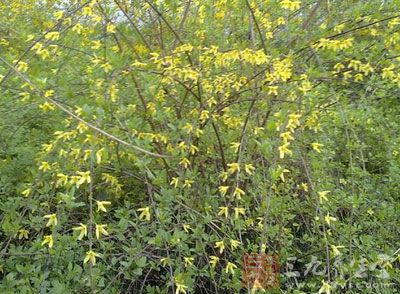 连翘抗菌谱很广,有明显的抗炎作用 连翘抗菌谱很广,有明显的抗炎作用