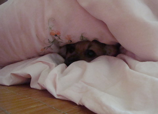 С͵˽ Ƶڳ嶯ͼ