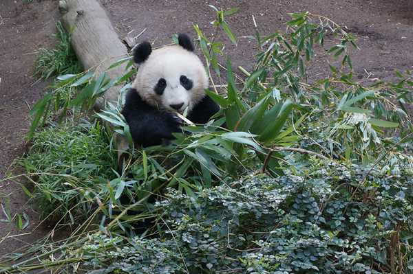 ʥǸ綯԰(San Diego Zoo)