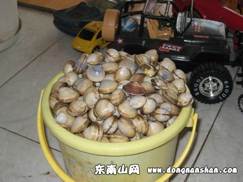 在海滩上挖的蚶子