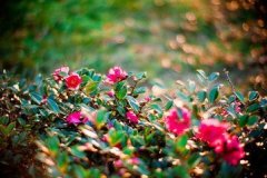 ����֮��������Ļ�