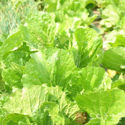 蔬菜是维生素、无机盐、膳食纤维的主要来源,包括各种带叶、茎的蔬菜 蔬菜是维生素、无机盐、膳食纤维的主要来源,包括各种带叶、茎的蔬菜