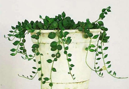 װ�޺����ȥζ