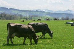 �ظ����л��̷۵İ˴�����